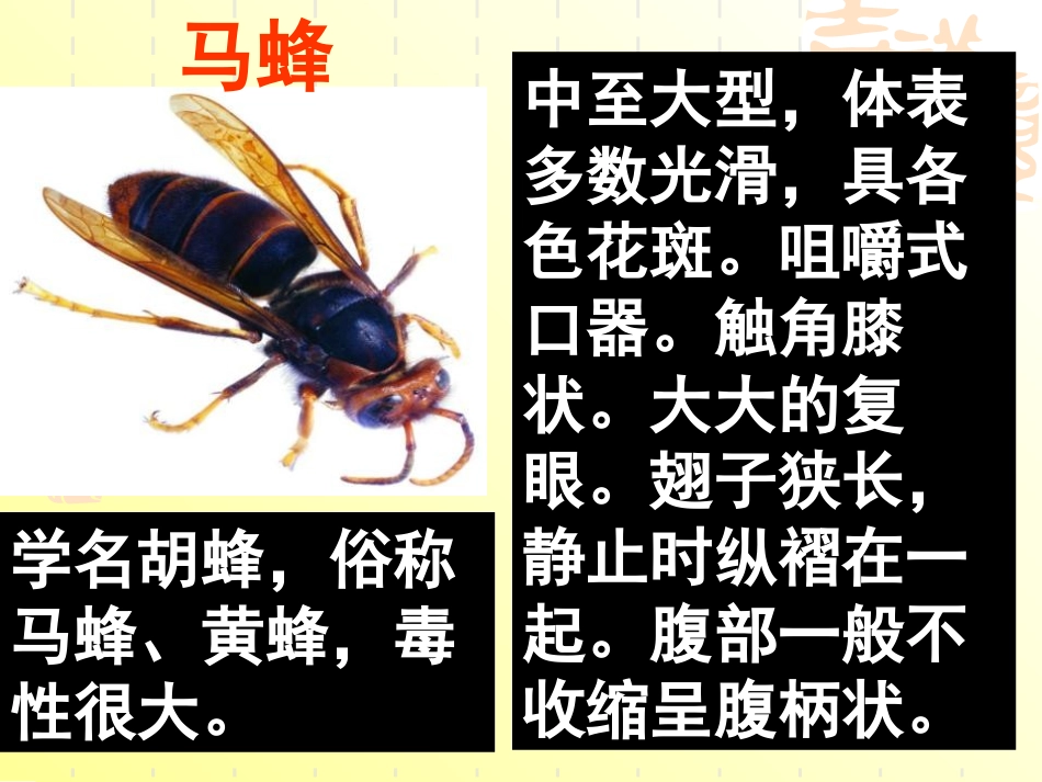 《捅马蜂窝》PPT课件[冀教版五年级语文下册]_第2页