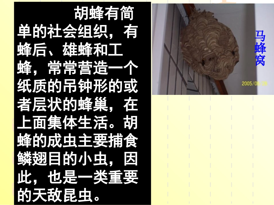 《捅马蜂窝》PPT课件[冀教版五年级语文下册]_第3页