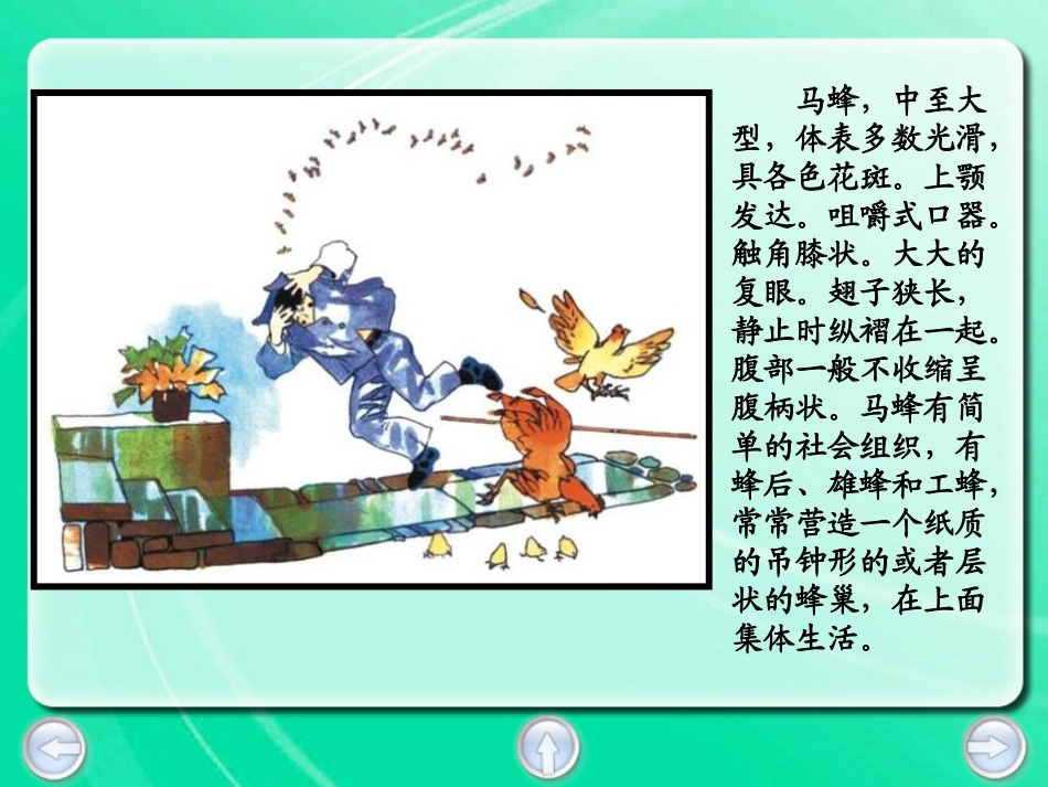 《捅马蜂窝》PPT课件[冀教版五年级语文下册]_第3页