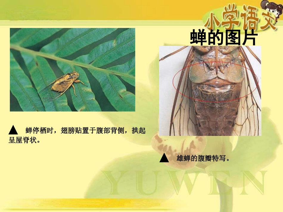 《瘸蝉》PPT课件[冀教版五年级语文下册]_第2页