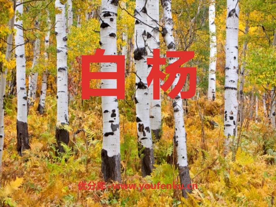 《白杨》PPT课件[冀教版五年级语文下册]_第1页