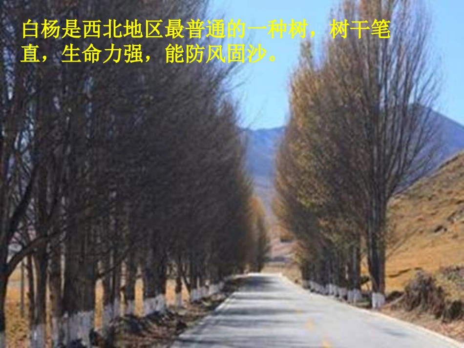 《白杨》PPT课件[冀教版五年级语文下册]_第3页