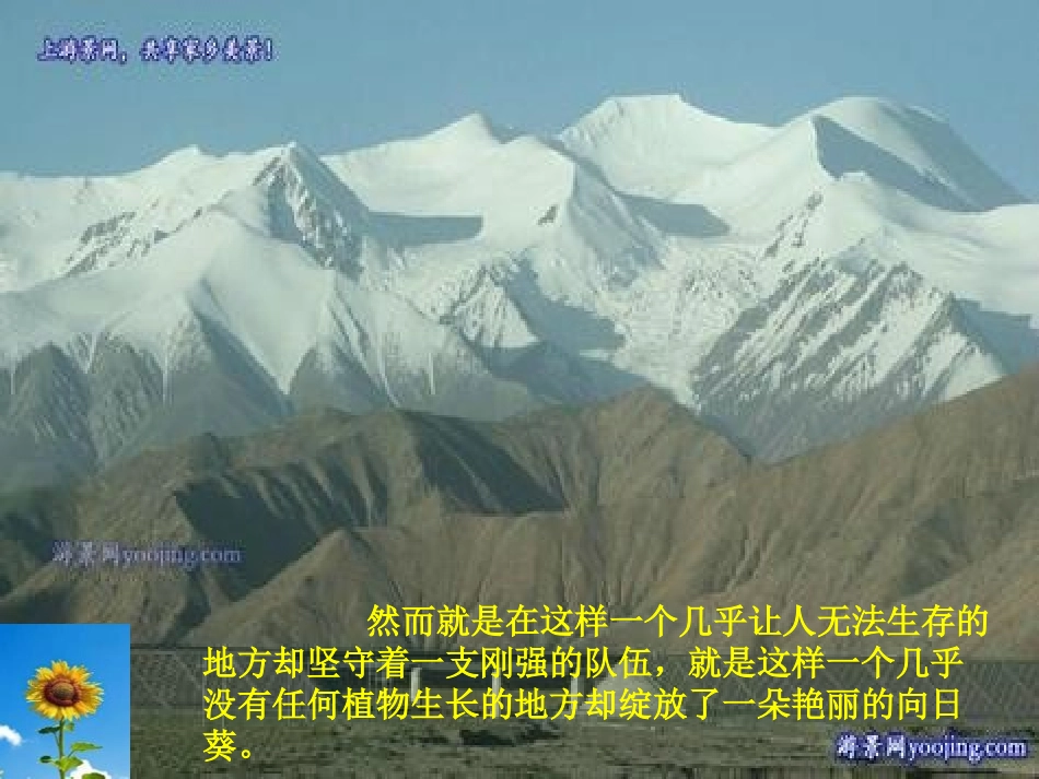 《葵花之最》PPT课件[冀教版六年级语文下册]_第3页
