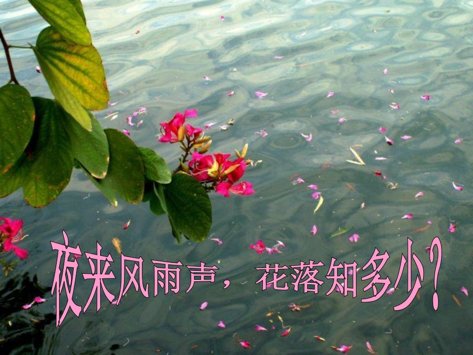 《养花》PPT课件[冀教版六年级语文下册]_第2页