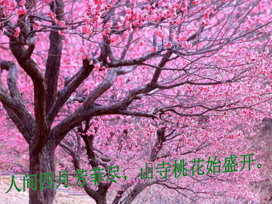 《养花》PPT课件[冀教版六年级语文下册]_第3页