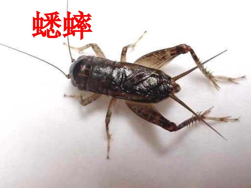 《蟋蟀的住宅》PPT课件[冀教版六年级语文下册]_第3页
