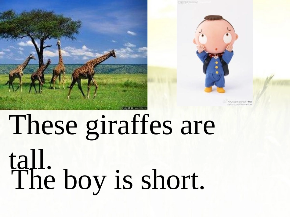 《These snakes are short》PPT课件_第3页