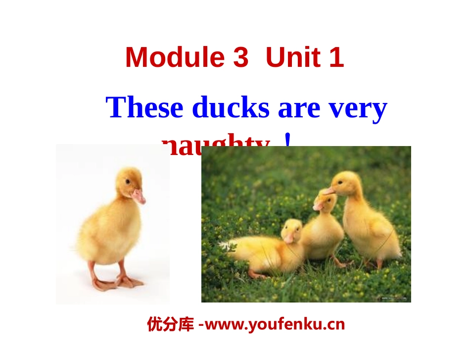 《These ducks are very naughty!》PPT课件_第1页