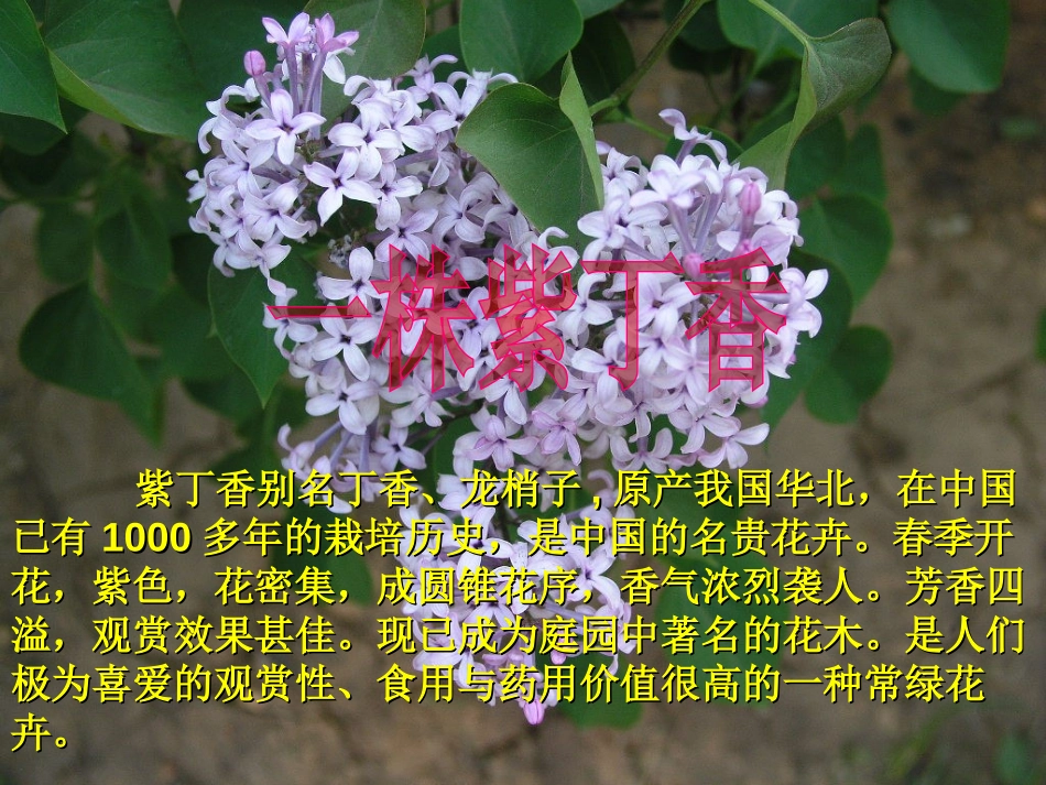 《一株紫丁香》PPT教学课件[部编版二年级语文上册]_第1页