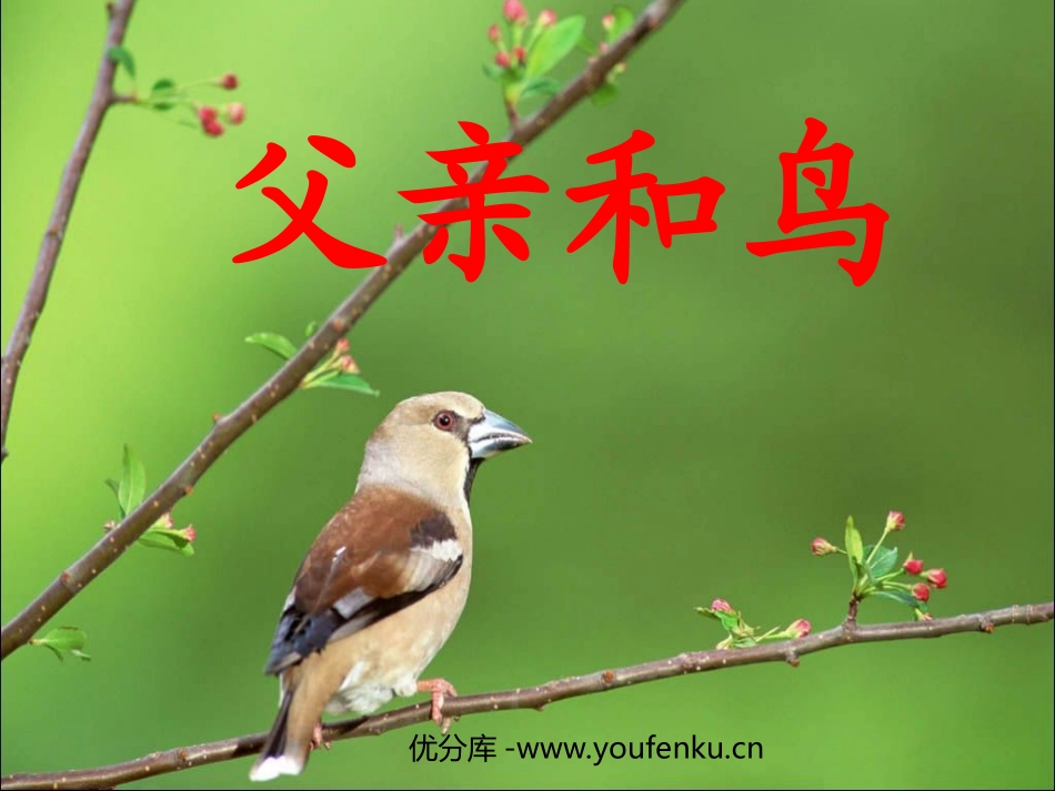 《父亲和鸟》PPT教学课件[部编版二年级语文上册]_第1页