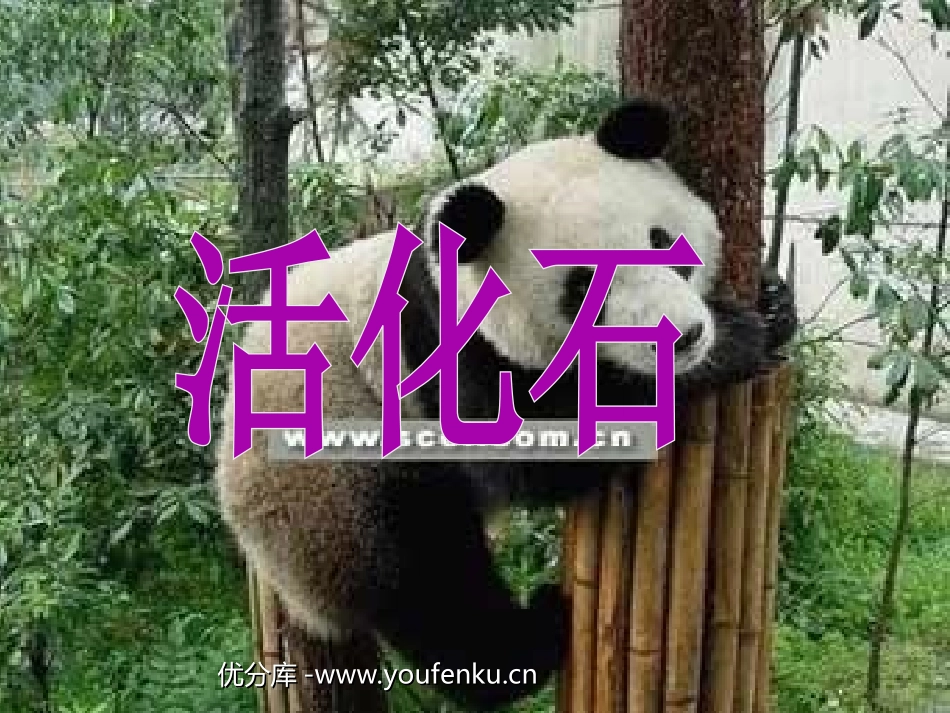 《活化石》PPT教学课件[部编版二年级语文上册]_第1页