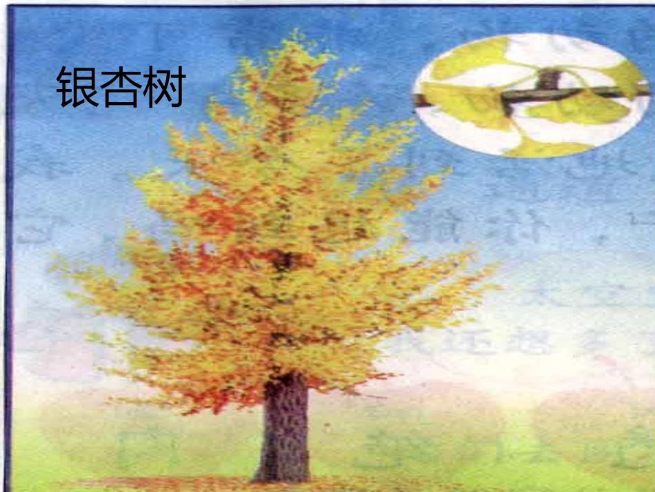 《活化石》PPT教学课件[部编版二年级语文上册]_第3页