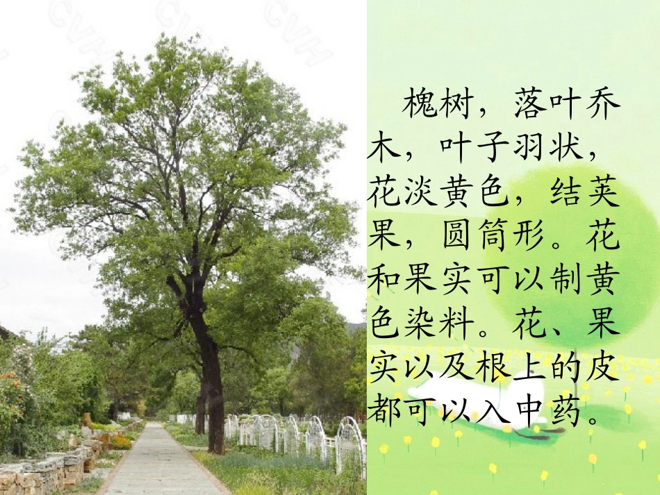 《槐乡的孩子》PPT教学课件[部编版三年级语文上册]_第2页