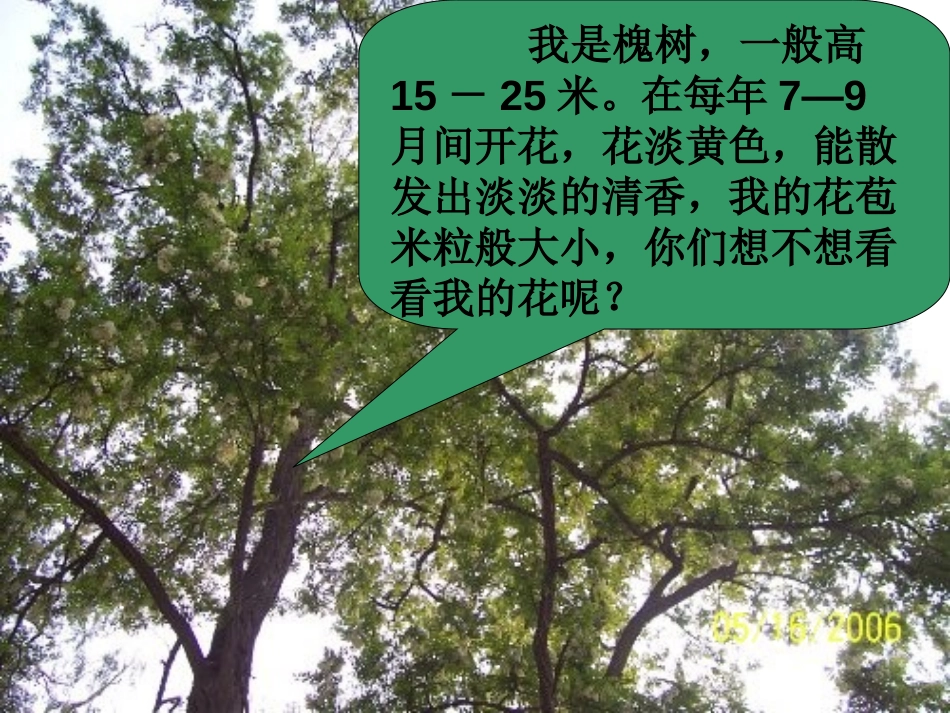 《槐乡的孩子》PPT教学课件[部编版三年级语文上册]_第2页