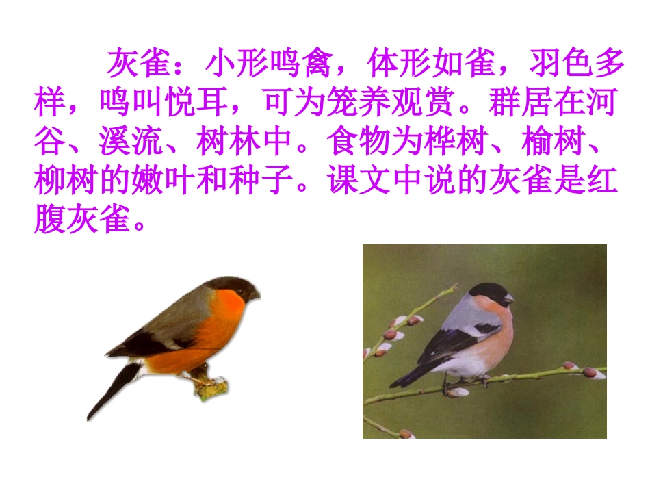 《灰雀》PPT教学课件[部编版三年级语文上册]_第3页