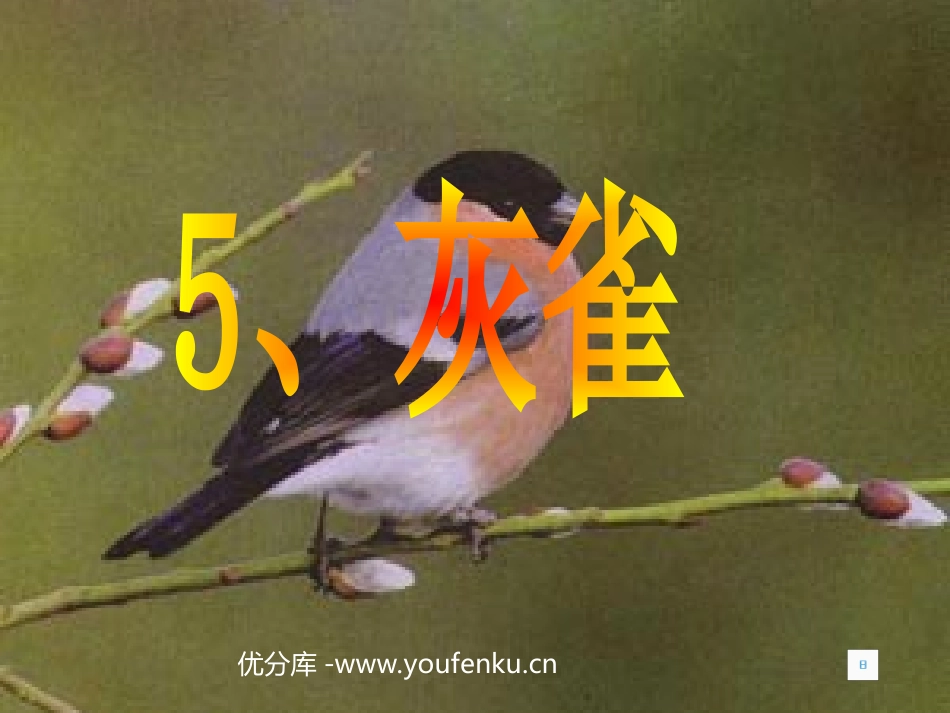 《灰雀》PPT教学课件[部编版三年级语文上册]_第1页