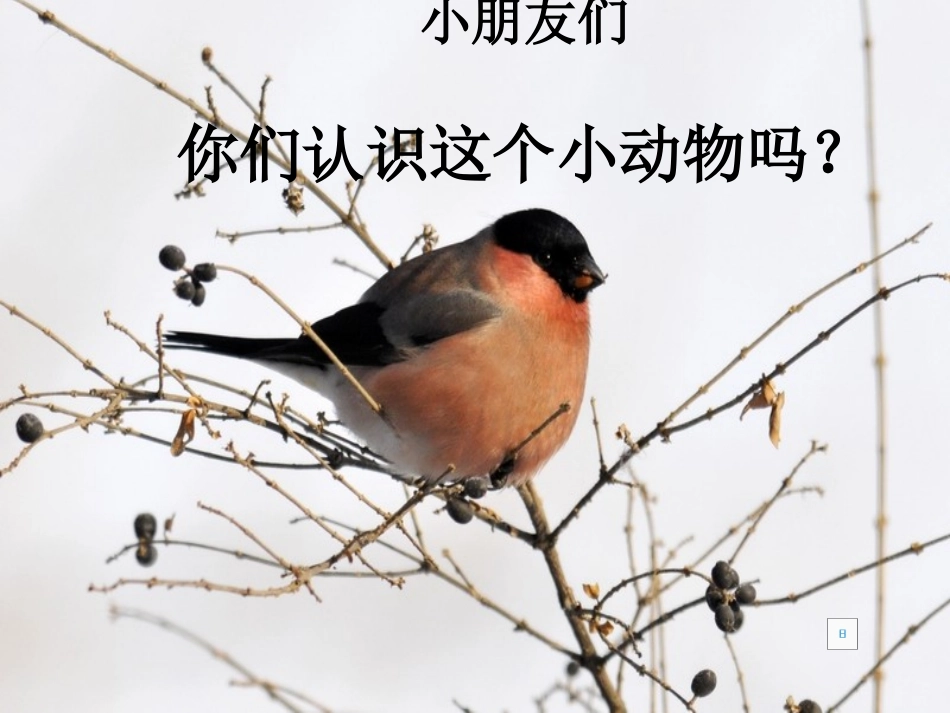 《灰雀》PPT教学课件[部编版三年级语文上册]_第2页