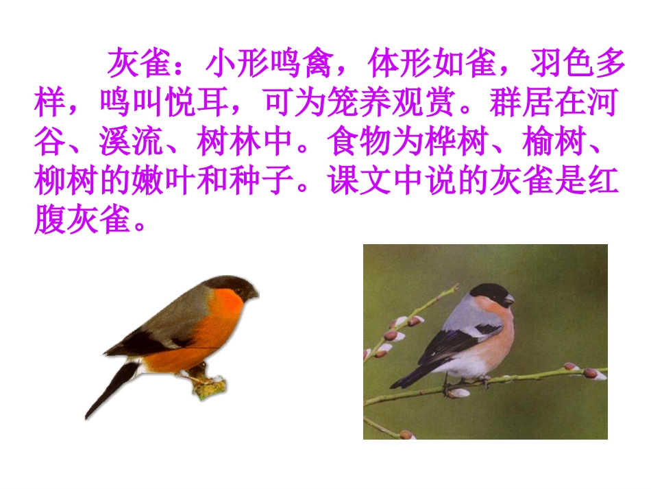 《灰雀》PPT教学课件[部编版三年级语文上册]_第3页