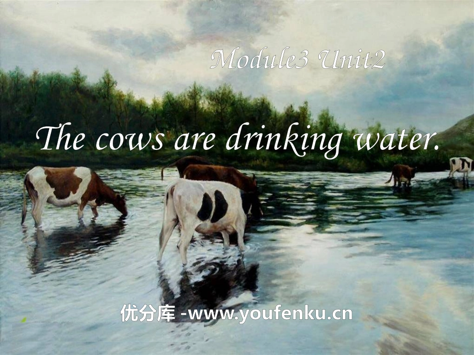 《The cows are drinking water》PPT课件_第1页