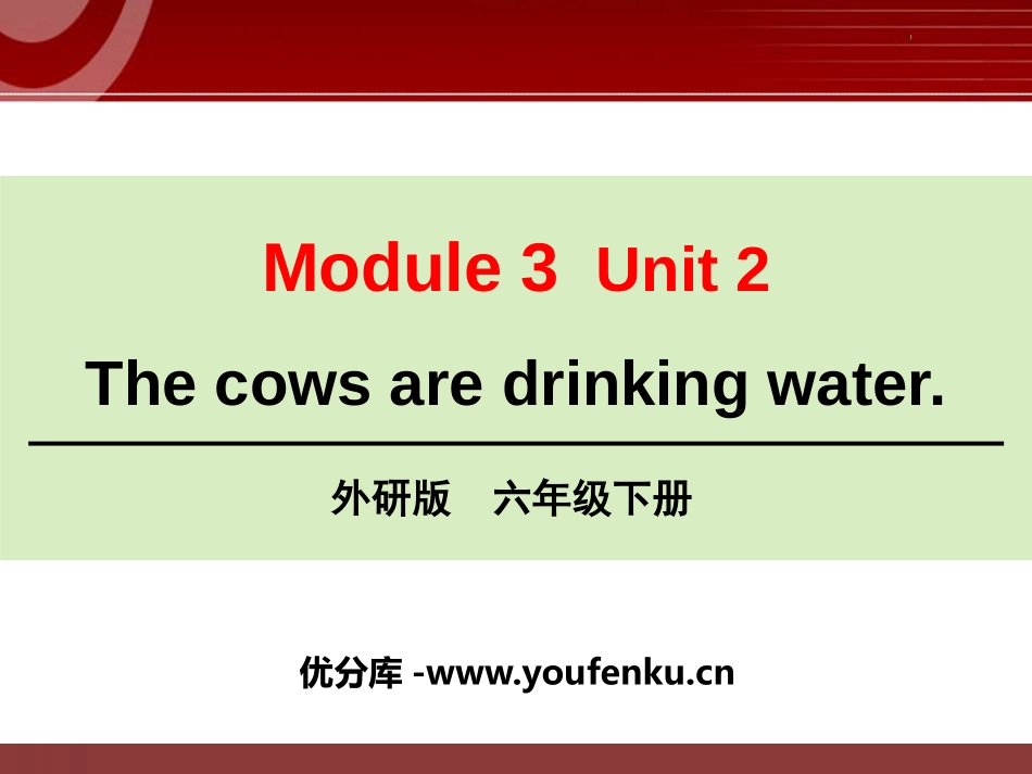 《The cows are drinking water》PPT课件_第1页
