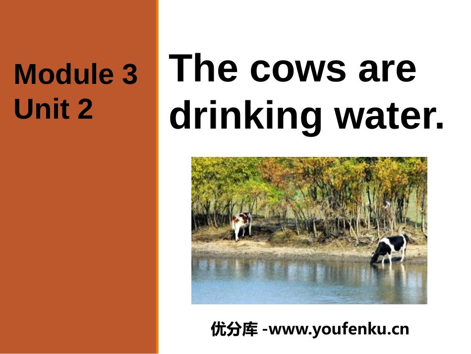 《The cows are drinking water》PPT课件_第1页