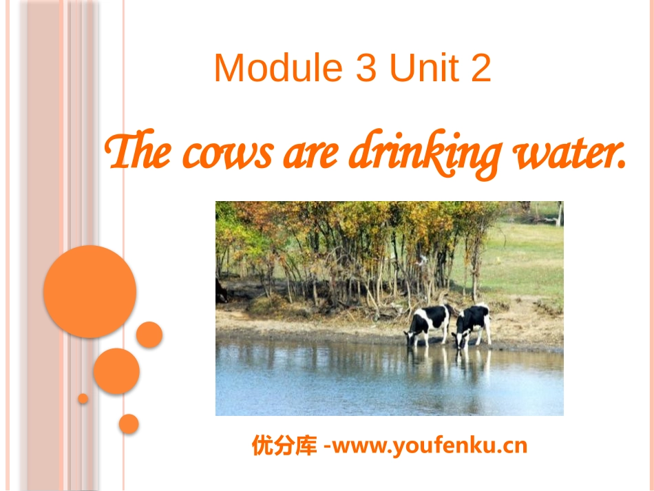 《The cows are drinking water》PPT课件_第1页