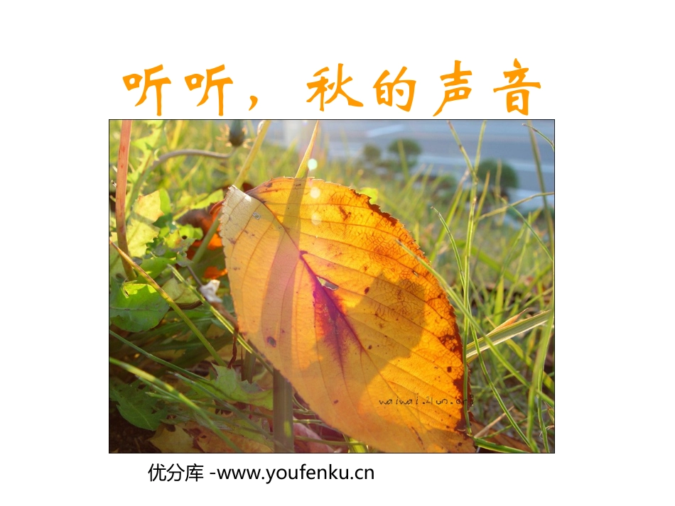 《听听,秋的声音》PPT教学课件[部编版三年级语文上册]_第1页