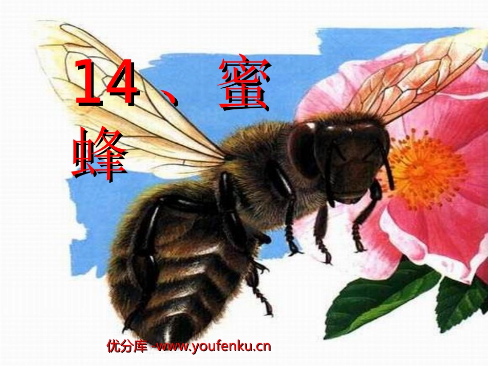 《蜜蜂》PPT教学课件[部编版三年级语文上册]_第1页