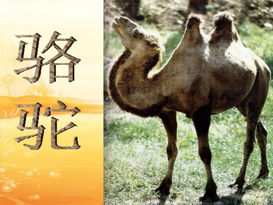 《找骆驼》PPT教学课件[部编版三年级语文上册]_第3页