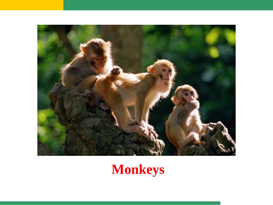 《It allows people to get closer to them》Animals in danger PPT课件_第2页