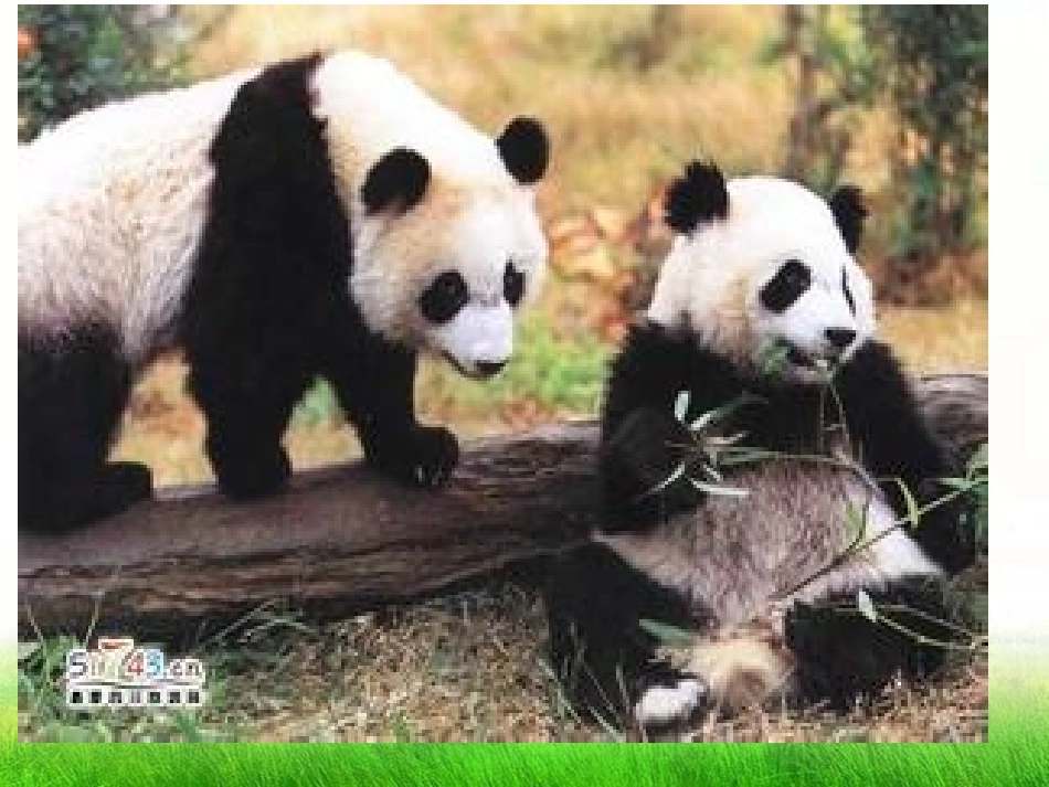 《It allows people to get closer to them》Animals in danger PPT课件_第3页
