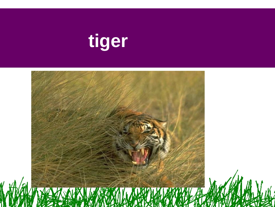 《The WWF is working hard to save them all》Animals in danger PPT课件_第3页