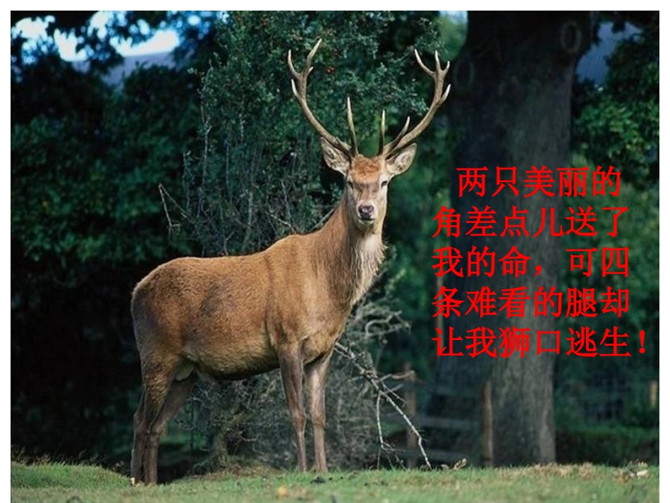 《狮子和鹿》PPT教学课件[部编版三年级语文上册]_第2页