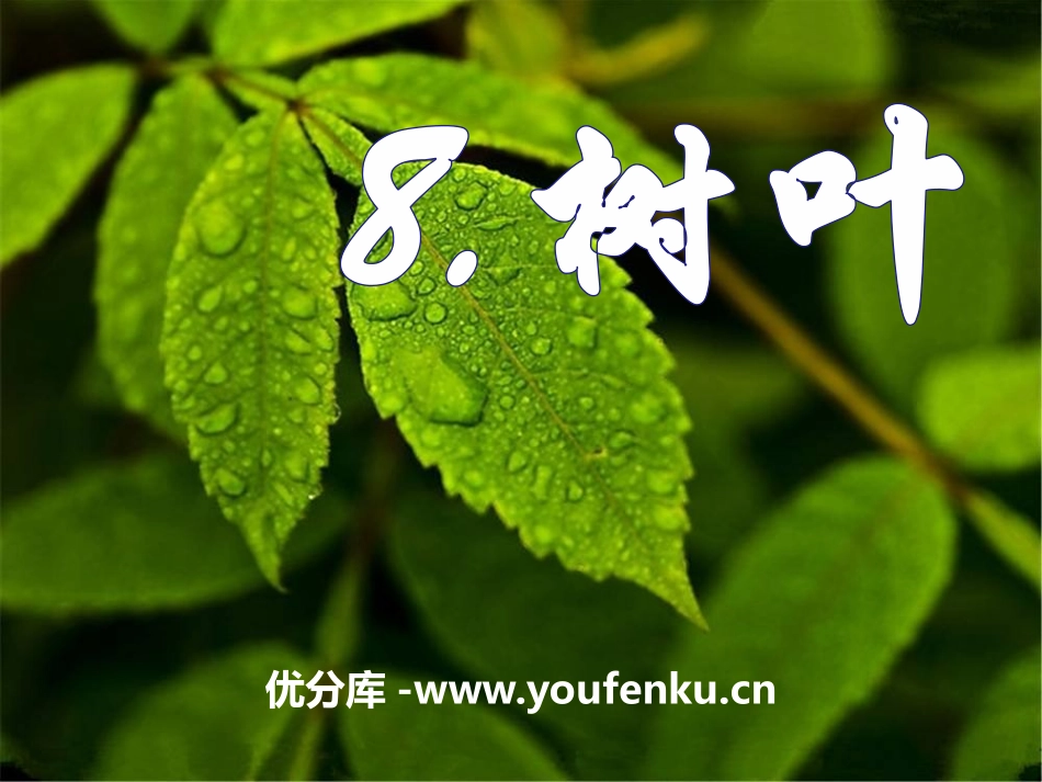 《树叶》PPT课件[S版一年级语文上册]_第1页
