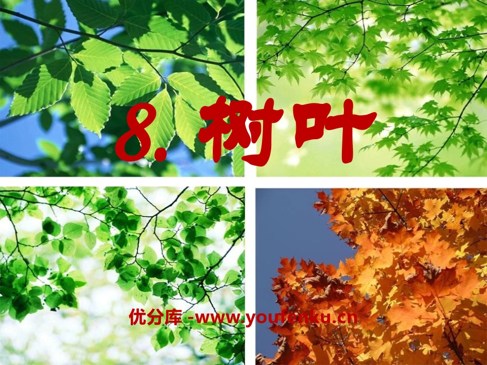 《树叶》PPT课件[S版一年级语文上册]_第1页