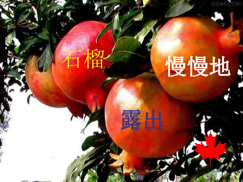《石榴笑了》PPT课件[S版一年级语文上册]_第3页