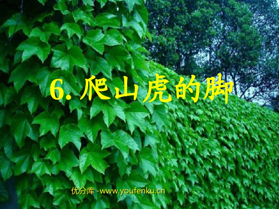 《爬山虎的脚》PPT教学课件[部编版四年级语文上册]_第1页