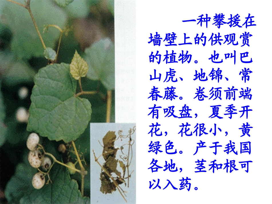 《爬山虎的脚》PPT教学课件[部编版四年级语文上册]_第2页