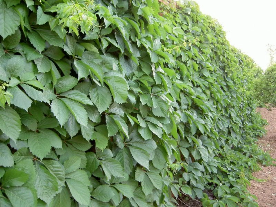《爬山虎的脚》PPT教学课件[部编版四年级语文上册]_第3页