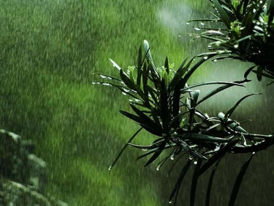 《春雨的色彩》PPT课件[S版一年级语文下册]_第2页