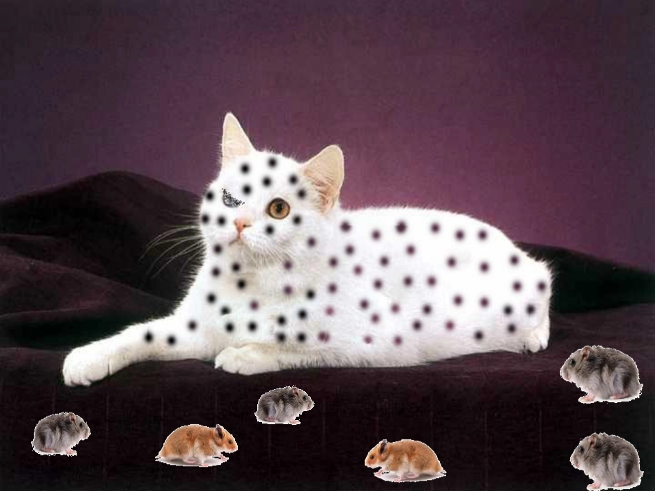 《猫和老鼠》PPT课件[S版一年级语文下册]_第3页