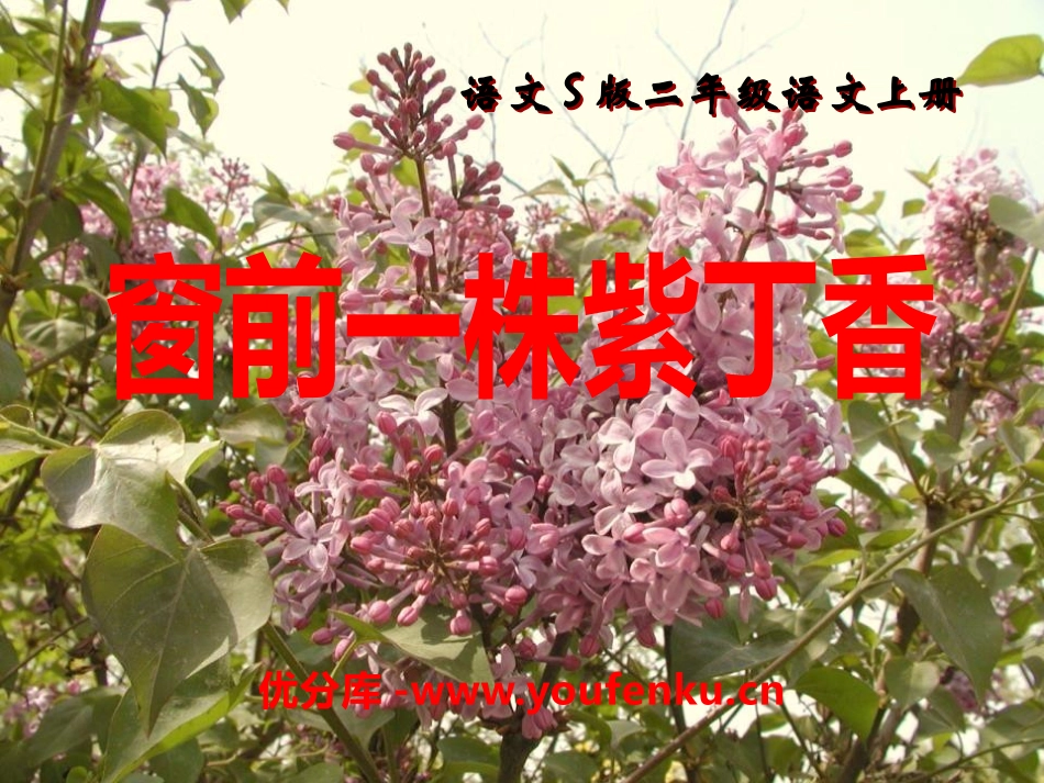 《窗前一株紫丁香》PPT课件[S版二年级语文上册]_第1页
