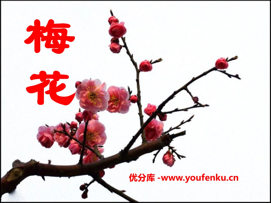 《梅花》PPT课件[S版二年级语文上册]_第1页