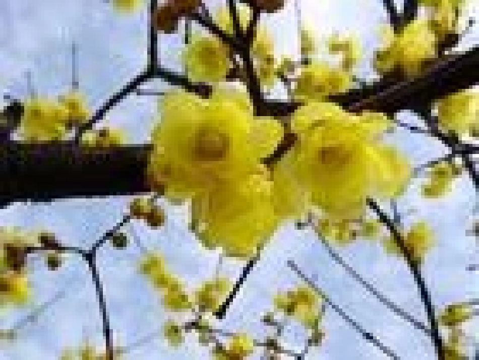 《梅花》PPT课件[S版二年级语文上册]_第2页