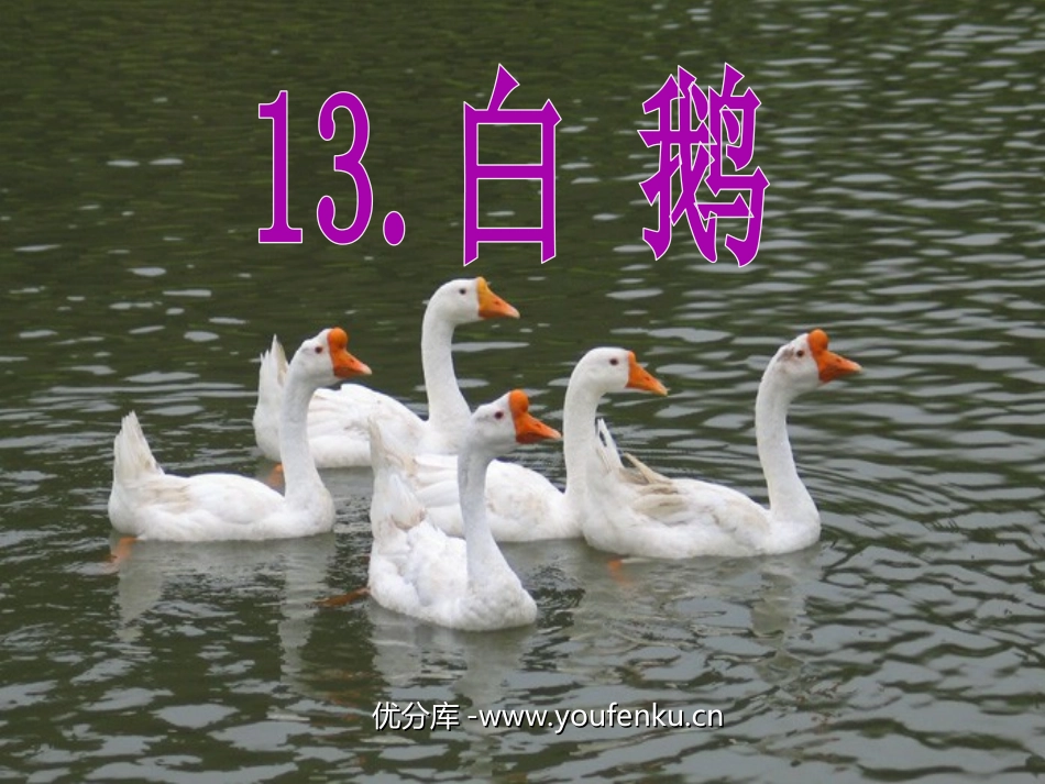 《白鹅》PPT课件[部编版四年级语文上册]_第1页