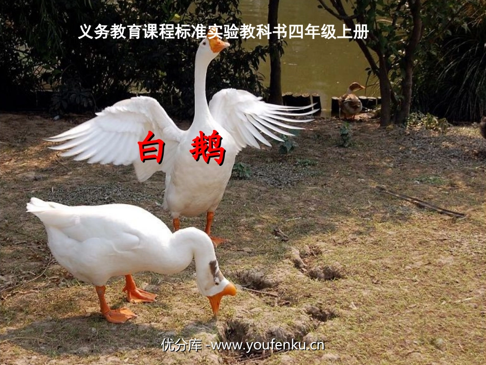 《白鹅》PPT课件[部编版四年级语文上册]_第1页