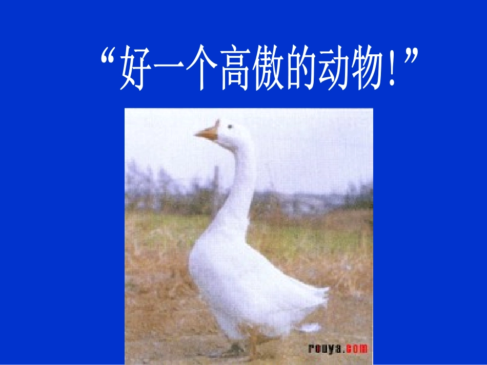 《白鹅》PPT课件[部编版四年级语文上册]_第3页