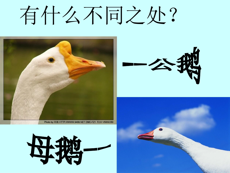 《白公鹅》PPT课件[部编版四年级语文上册]_第3页