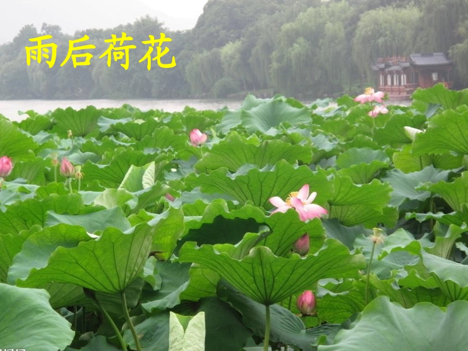 《雨后》PPT课件[S版二年级语文下册]_第2页