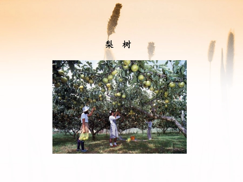 《猴子种树》PPT课件[S版二年级语文下册]_第2页